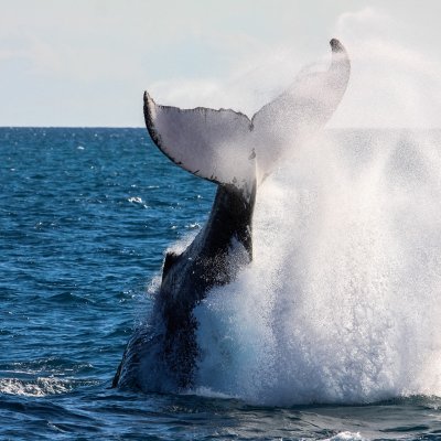 Marine Mammal Forum: Sharing Scientific and Traditional Knowledge. (iStock photo)